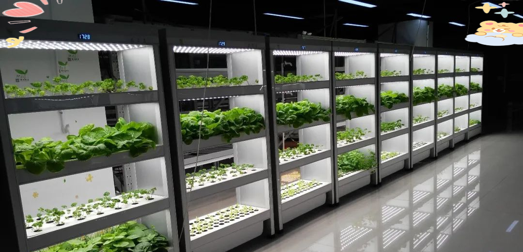 智能led植物工厂:高效现代农业的先锋